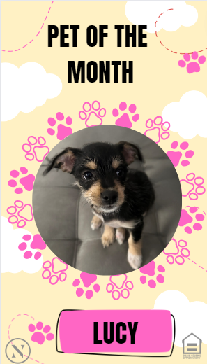 AshlarFl's tweet photo. Say hello to Lucy! The Ashlar July Fur Baby of the Month!    

#WeLoveOurPetResidents #petfriendly #FortMyersPets #LoveWhereYouLive #WeLoveOurResidents #Summertime #Community #WelcomeHome #Comfort #Lifestyle #TheAshlar #FortMyers https://t.co/7pwnsvn1Ss