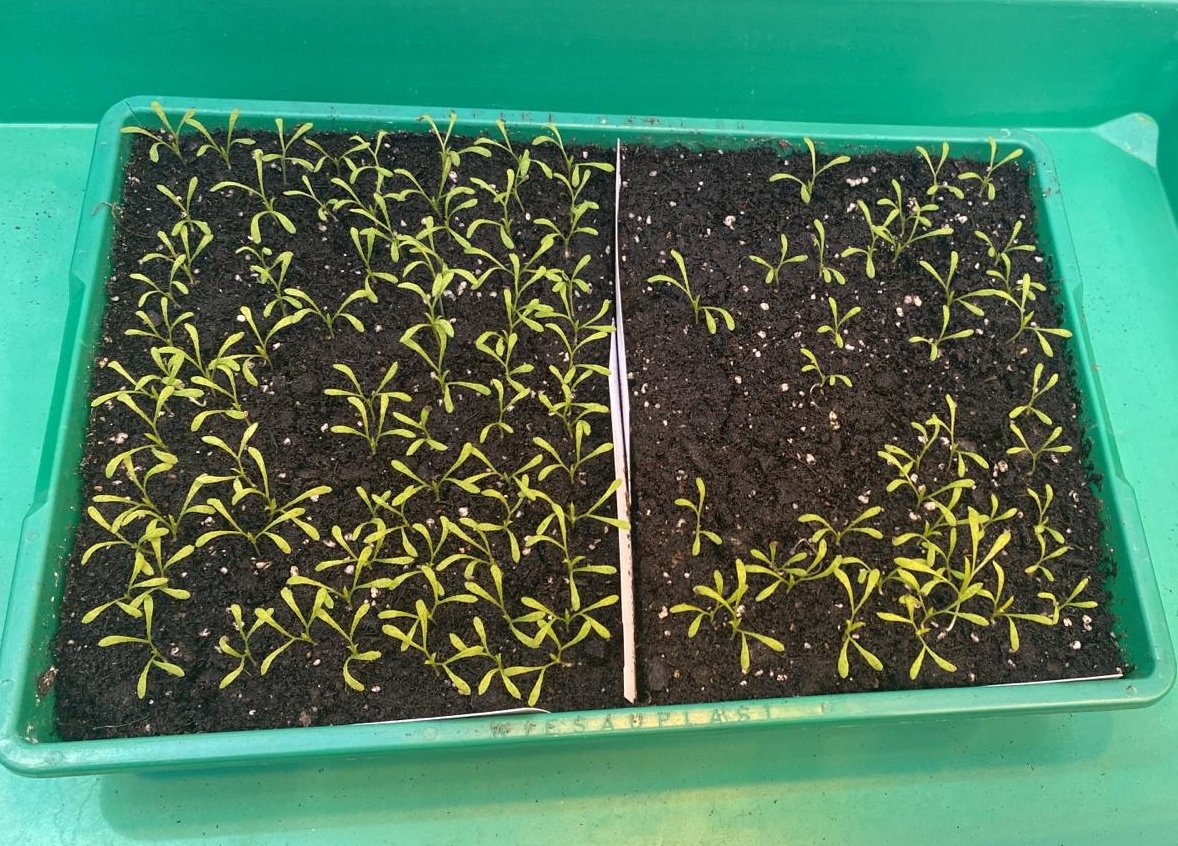 evolbotanist's tweet photo. Beach populations of #Amsinckia spectabilis are often selfing with only one type of flower, but inland populations have pin and thrum flowers, just like #Primula. #Genetic_mapping of flower traits underway! Here a tray with F1 #hybrid seedlings #heterostyly x #homostyly #Darwin https://t.co/Q95wKMxAOs