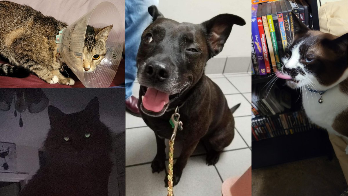 moonglasses89's tweet photo. @TransVampQueen Making me choose between my animals like that?? How dare. How absolute dare. Clearly they are all so precious. https://t.co/tYIhvngmbQ