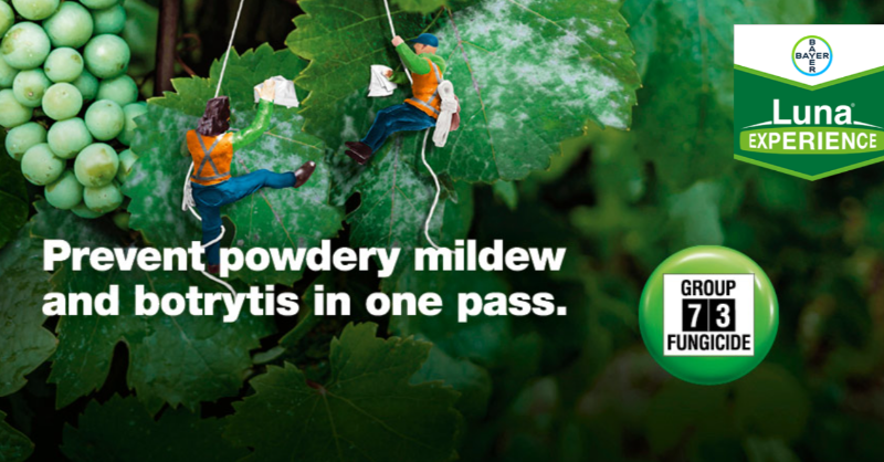 Bayer4CropsAU's tweet photo. Craig John, agronomist with Coopers Farm Supplies at Mount Pleasant in SA, says earlier disease control in winegrapes with new fungicides like #LunaExperience is providing multiple benefits 🍇🍇🍇