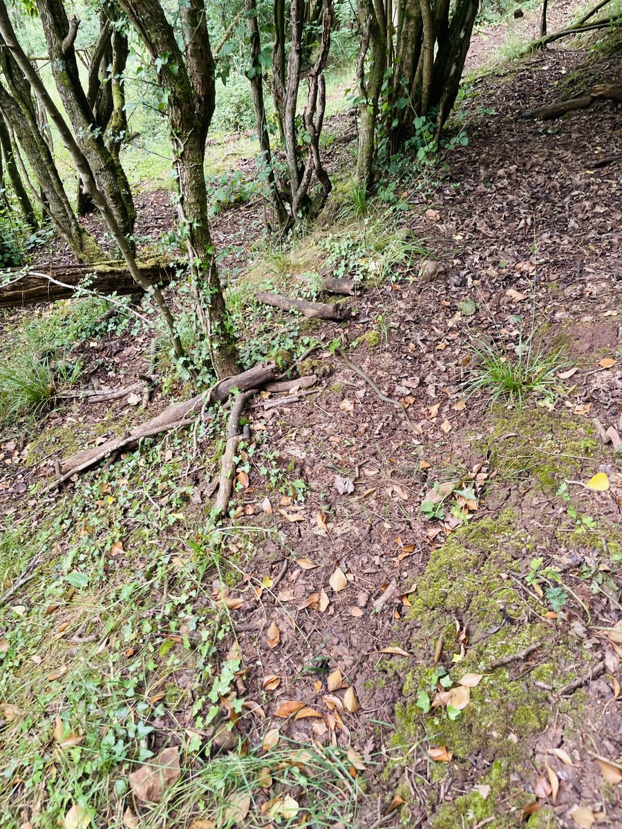 Spot the grass snake 🐍 first one I’ve seen in ages and in the last place I’d expect to come across one (bang in the middle of a woodland)!