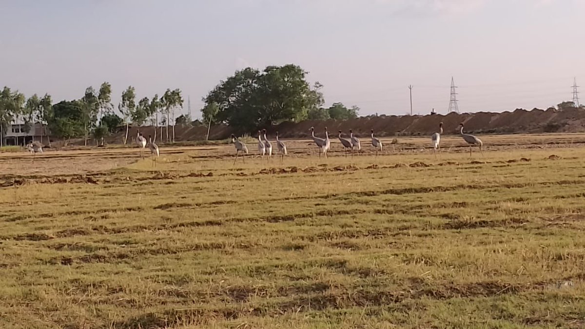 गोरखपुर वन प्रभाग में दो गुणा से अधिक हुए सारस केन, <a href="/GorakhpurD/">Gorakhpur Forest Division</a> <a href="/GorakhpurZoo/">Gorakhpur Zoo</a> <a href="/Heritage_fn/">Heritage Foundation Trust (regd)</a>  के जन जागरूकता के कार्यक्रमों को अब दिख रहा असर