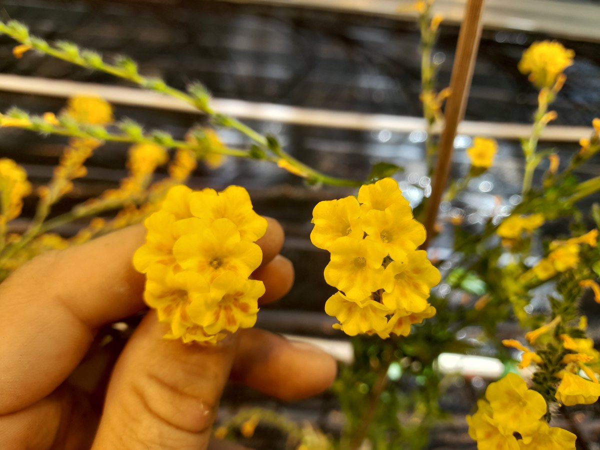 evolbotanist's tweet photo. long-style parent left, F1 hybrid with style and anthers at nearly same heightt on the right https://t.co/2Ulv9eGaPI