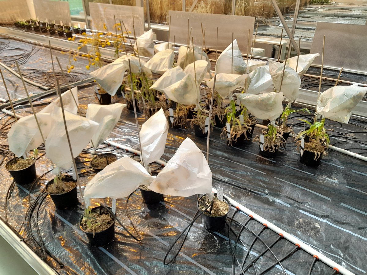 evolbotanist's tweet photo. F2 seed ripening, stay tuned! https://t.co/Pgu6MvRzhR