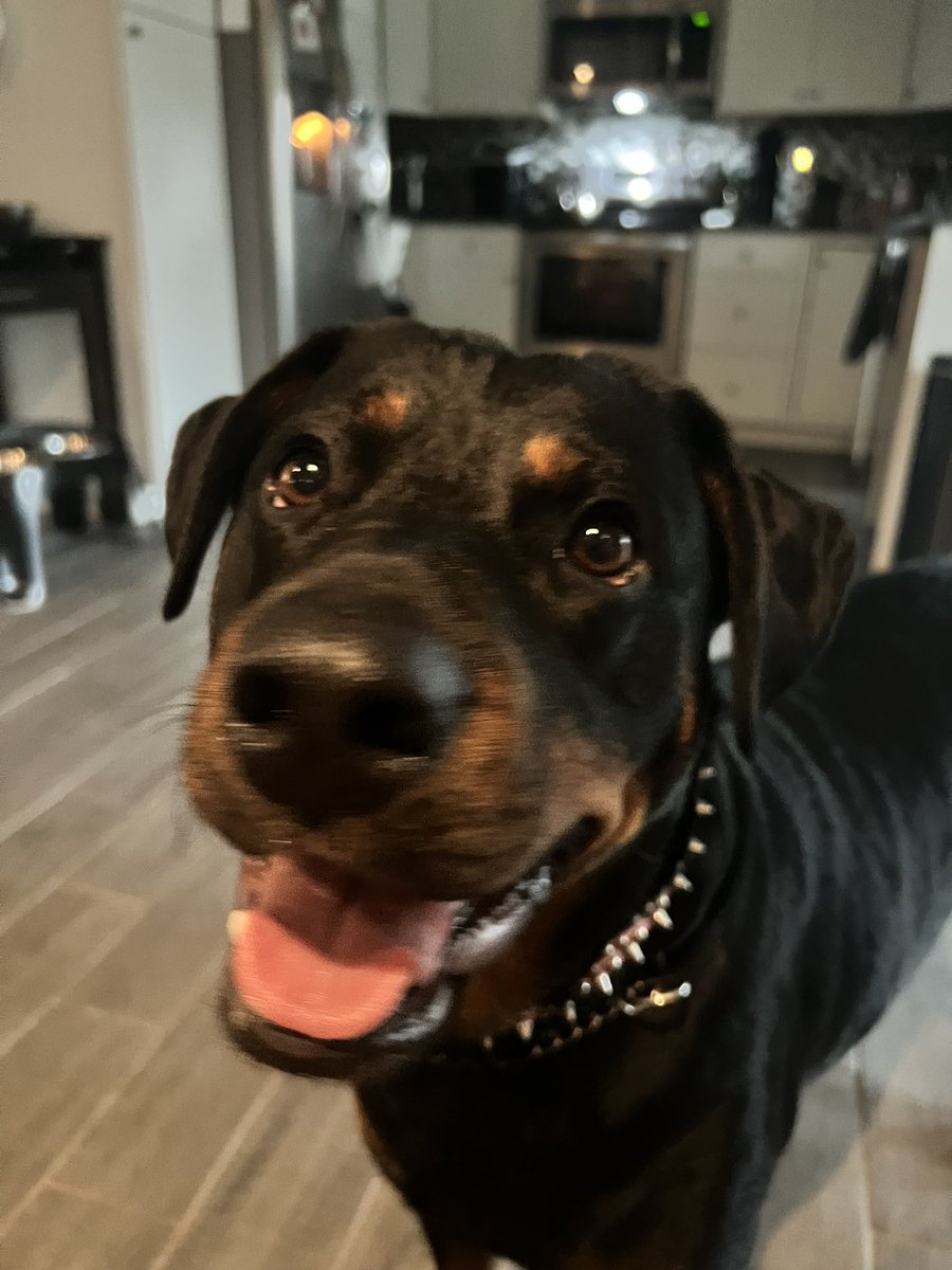 Happy National Rottweiler Day!    #Rottweiler #Dogs #Family