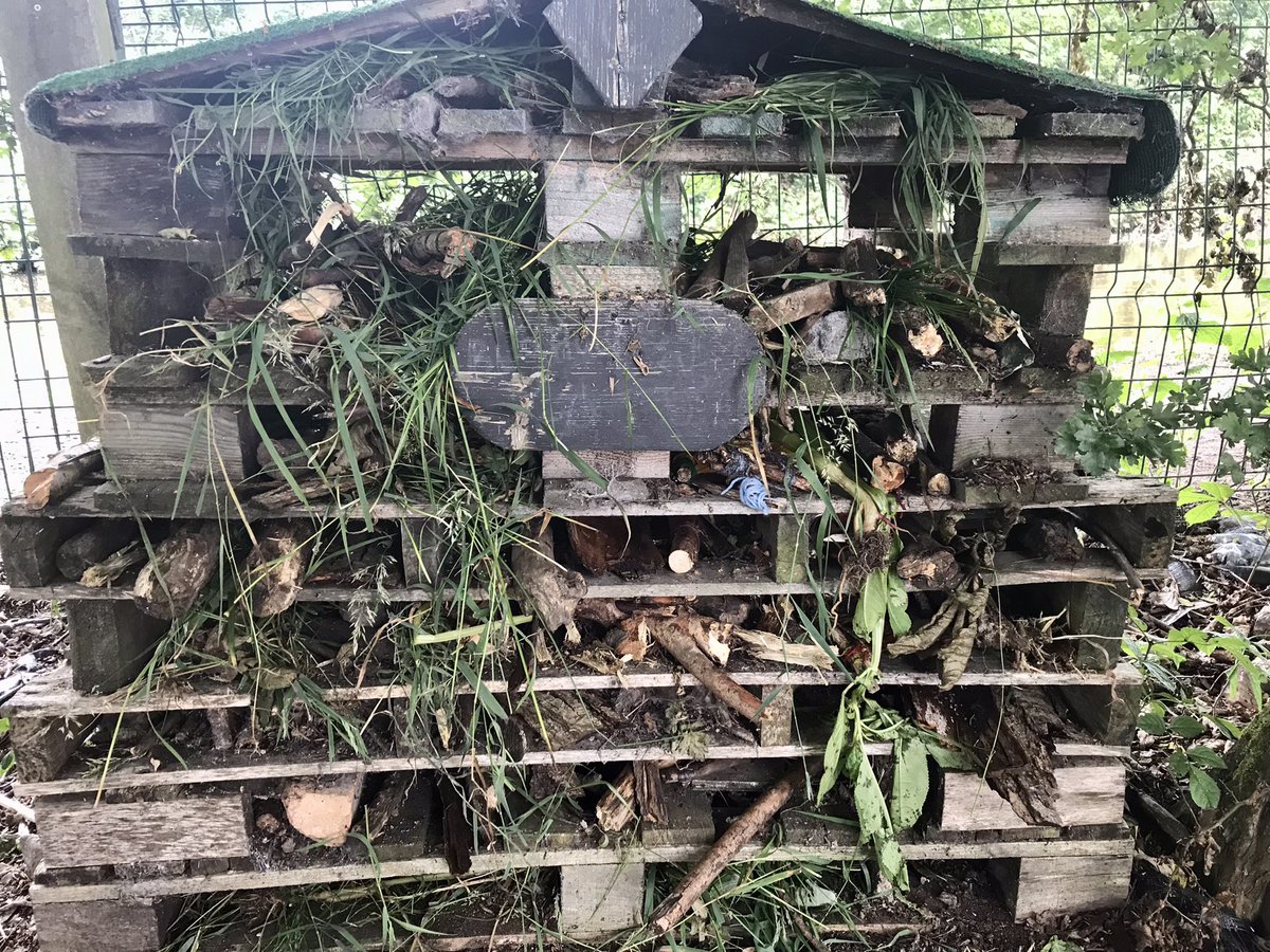 ForestJo21's tweet photo. Today Class 5 were using tools to make bug friendly natural materials to go into the bug hotel in the nature area 🐞 https://t.co/K7KziIoCkD