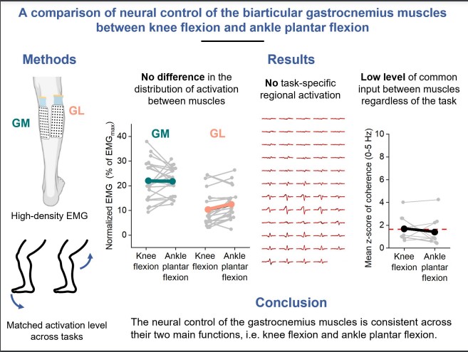 #JAPPL #ArticlesInPress 
“A comparison of neural control of the biarticular gastrocnemius muscles between knee flexion and ankle plantar flexion”
Raphaël Hamard, et al. 
🖱️ow.ly/wmLm50OZigO
@FrancoisHug <a href="/TaylorJMDick/">Taylor Dick</a> @SimonAvrillon