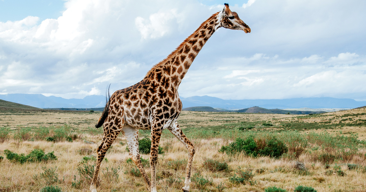 RISEfm943's tweet image. #InYourLanguage What do you call this animal?
 
#RISEfmLunchWithMizzK

To download myRISEfm App click here ourapp.is/myRISEfm