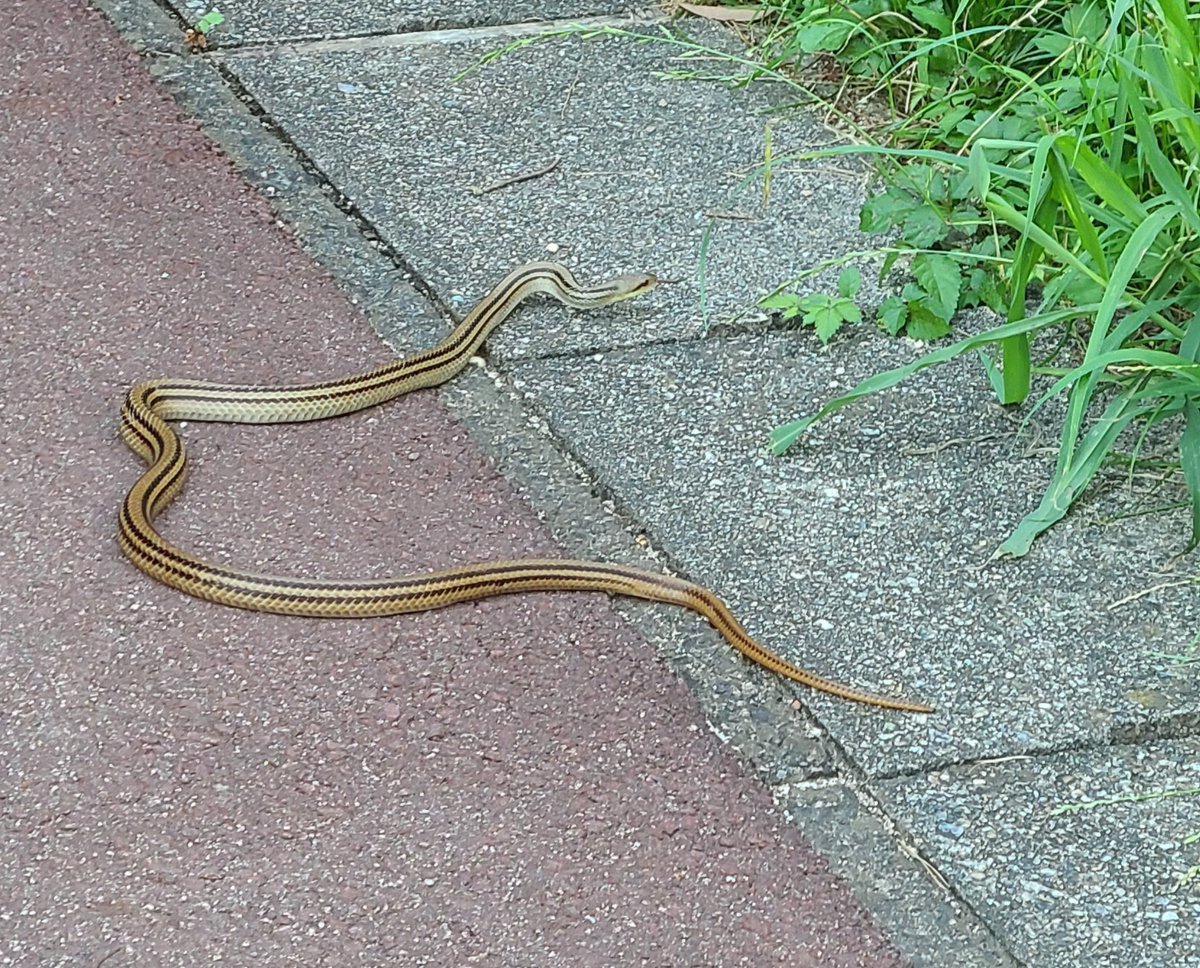 お散歩で 鳥🐦️さんと ヘビ🐍さん(苦手な方はごめんなさい😫)に
会いましたよ

#トイプードル #犬好きさんと繋がりたい #犬好き #犬のいる生活