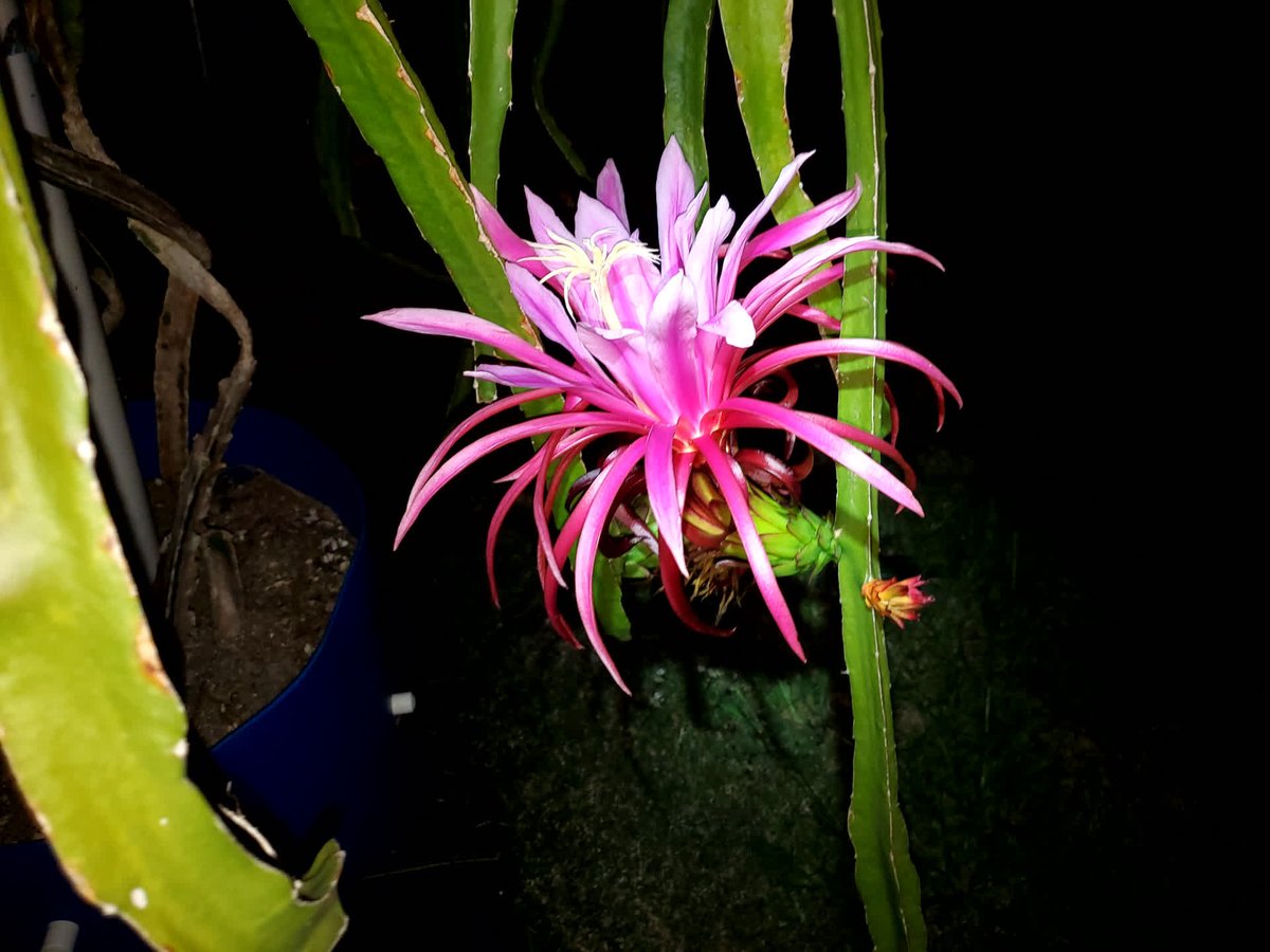 SpicyExotics's tweet photo. Purple flower night at @SpicyExotics! #SpicyExotics #DragonFruit #Pitahaya https://t.co/fk9Yt7RZiJ