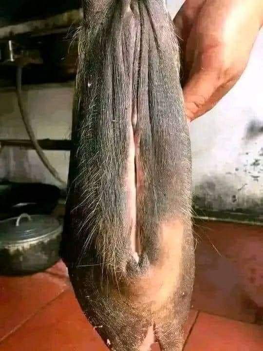 Mare ngidih ane ke bange