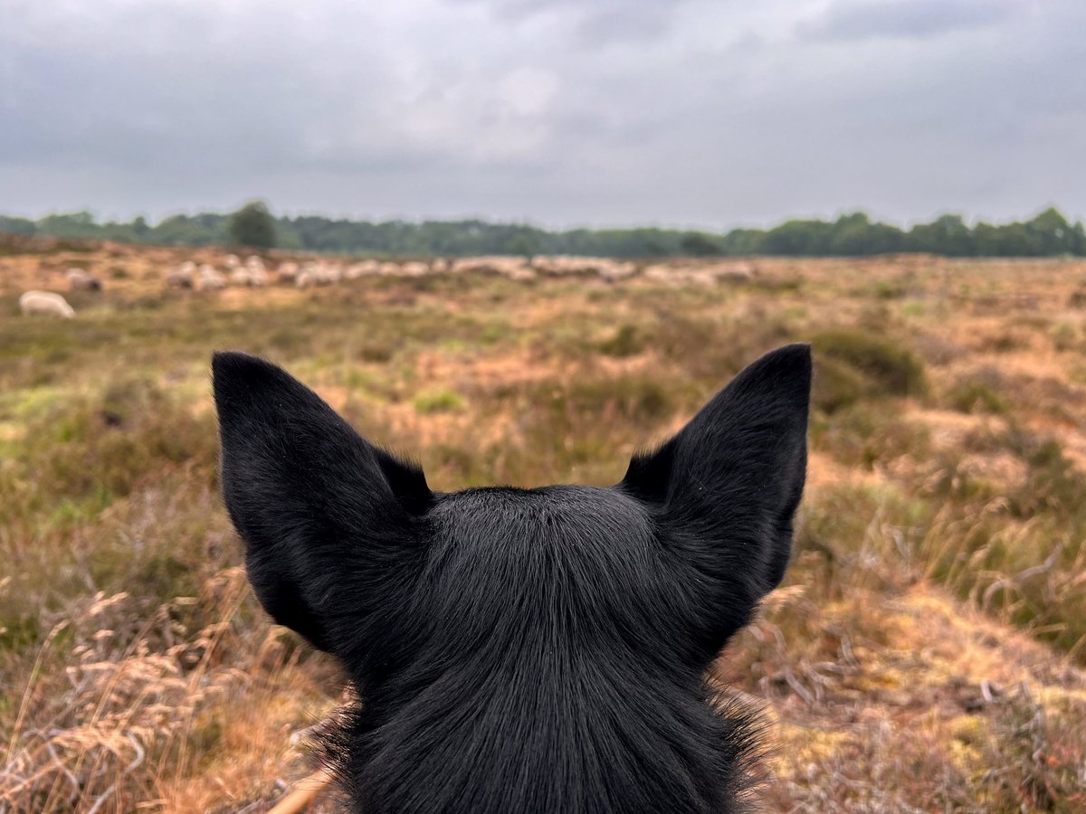 Heerlijk relatief koele dag op de Gasterse Duinen, en van de ontevredenheid van gisteren is niets meer te merken. De dames grazen alsof hun leven er vanaf hangt. 💪
#stroomdalkudde #schapenbegrazing #gasterseduinen