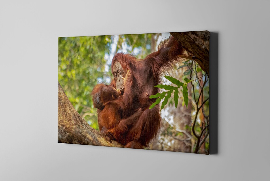ByteTech_UK's tweet photo. Brighten up your home with a canvas print of one of my wildlife photos:
https://t.co/2kldWKvNHh
#wildlife #photography #bees #penguins #orangutan #dragonfly #BeePortrait https://t.co/fhCQnavfpW