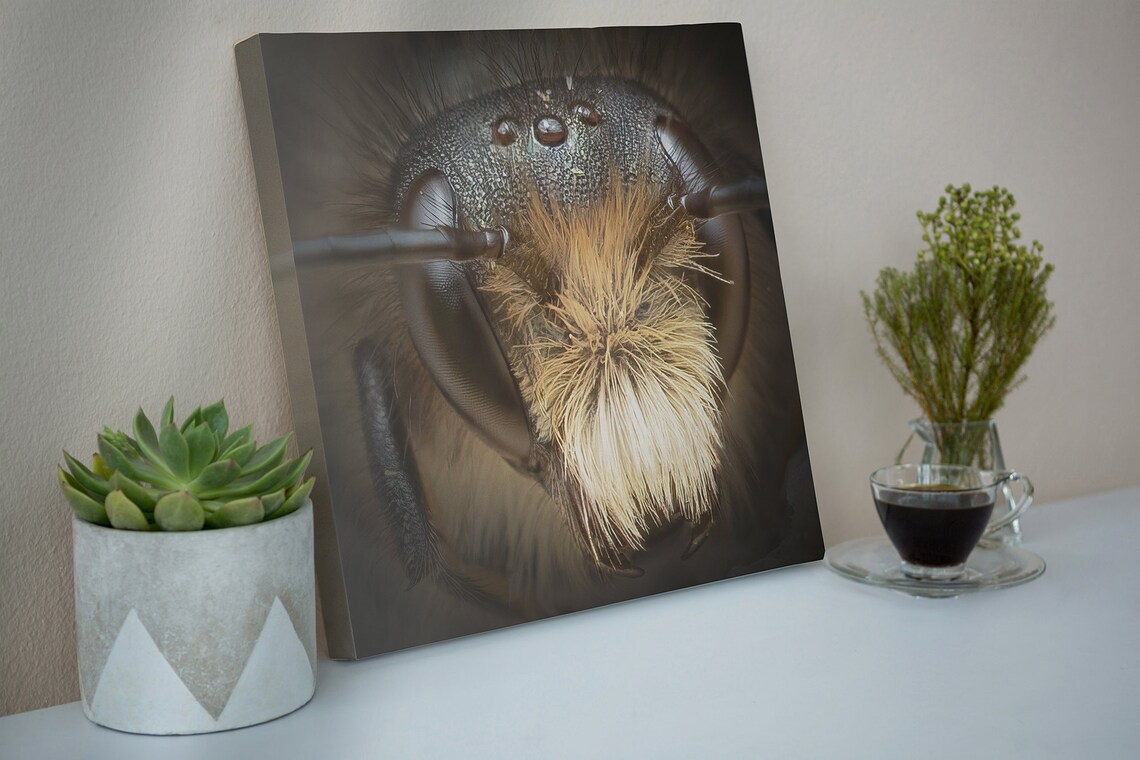 ByteTech_UK's tweet photo. Brighten up your home with a canvas print of one of my wildlife photos:
https://t.co/2kldWKvNHh
#wildlife #photography #bees #penguins #orangutan #dragonfly #BeePortrait https://t.co/fhCQnavfpW