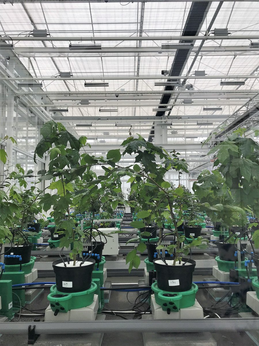 HLHorticulture's tweet photo. At @WUR’s main campus, we explored the Dutch Diamond collaboration model between industry, universities, the government and society 🤝 and we discovered how high-tech phenotyping methods and climate cells are being used to see how plants grow in different conditions. https://t.co/NDdwmHttAD