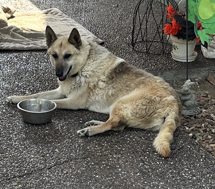 leftrobin's tweet image. I’ve lost a family member yesterday 😢 Jazzy you are missed terribly