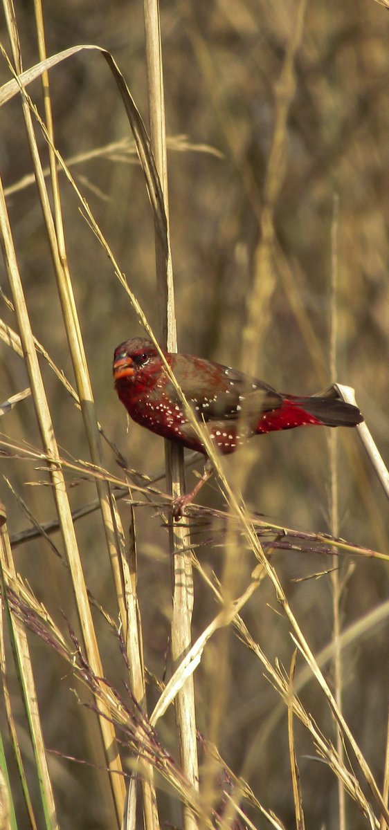 Red Avadavat
#VIBGYORinNature  by #IndiAves 

#BirdsSeenIn2023 #natgeoindia #BBCWildlifePOTD #TwitterNatureCommunity #IncredibleIndia #birdphotography #EarthCapture #dailypic 
#birdnames #ThePhotoHour