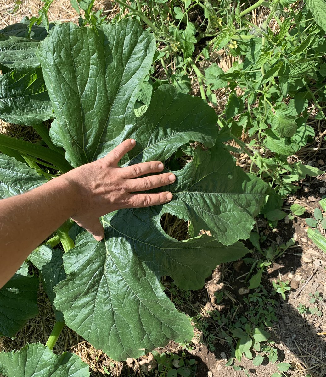 Scelta_Perfetta's tweet photo. From the #Politicator’s garden n.3: zucchini! 
This summer I will put some of my best veggies for sale: #Bsv accepted, 🍅UP TO 50% 🍅DISCOUNT🍅 applied if purchased with BSV! 💚💚💚
#GaglianoAterno #CentralItaly https://t.co/Q6OcjpX4sJ