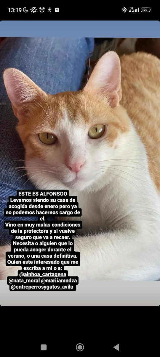 elenesaurus's tweet photo. ‼️ALFONSO NECESITA UNA CASA‼️
Difundir por favor https://t.co/pLS4d5FZ3M