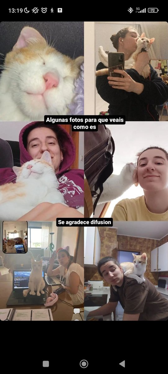 elenesaurus's tweet photo. ‼️ALFONSO NECESITA UNA CASA‼️
Difundir por favor https://t.co/pLS4d5FZ3M