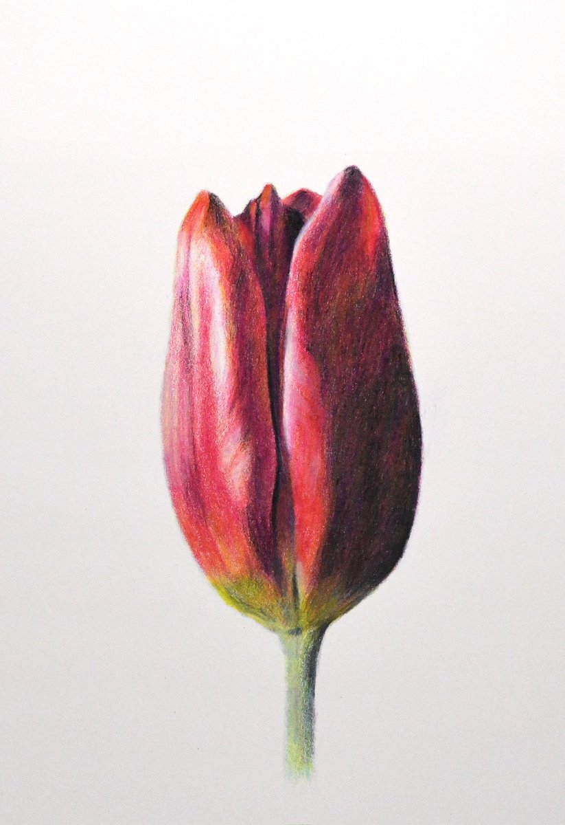 「色鉛筆の白、黒、グレー、三原色を使って短時間で描いた花。 #色鉛筆画 #色鉛筆」|Naoya Ohtaniのイラスト