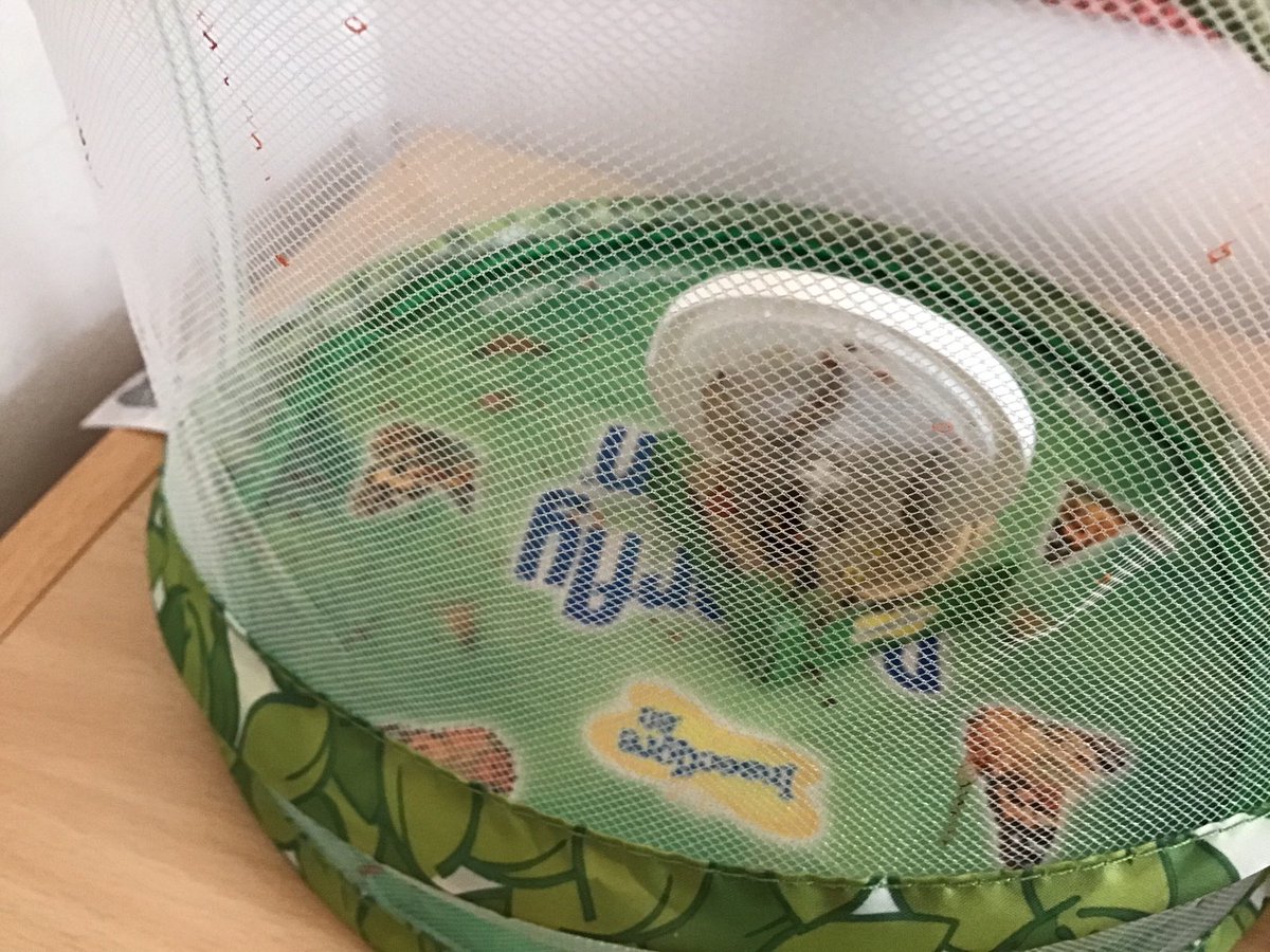1YorkeMead's tweet photo. An exciting day for Year 1 Silver Birch today when our butterfly came out of it’s chrysalis. 🦋 @Yorkemead ⁦@1YorkeMead⁩ #sciencelearning #lifecycleofabutterfly https://t.co/0TmKPVBmSC