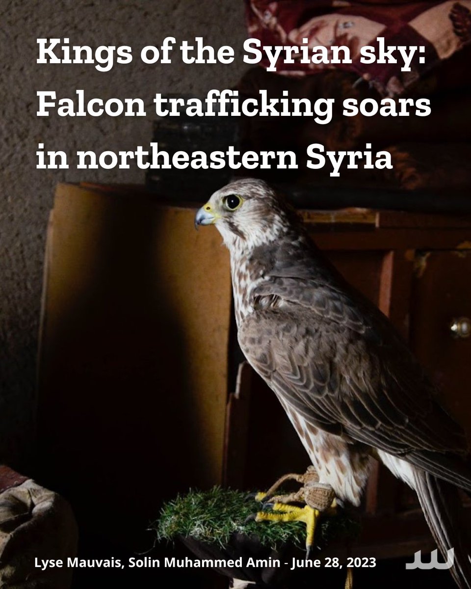🧵🟠Each spring and fall, the #Syrian sky fills with birds: migratory saker and peregrine falcons soaring between nesting grounds in Europe and Asia and warmer wintering grounds in Africa. 🔗bit.ly/3NtrjR5 ⏬