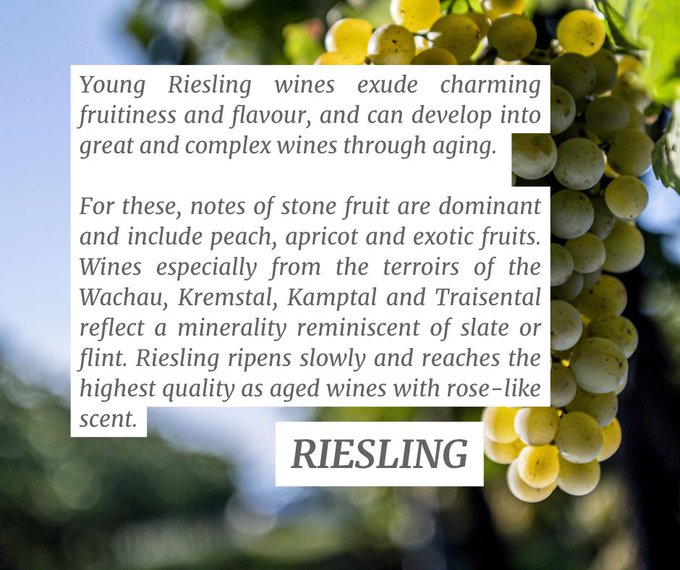 kwittauer's tweet photo. https://t.co/6Kl2TvRh3b   #austrianwine #WeingutSteininger  #kamptal #kwselection
https://t.co/4AYSZfvTpG https://t.co/Jz4RXRaWRg