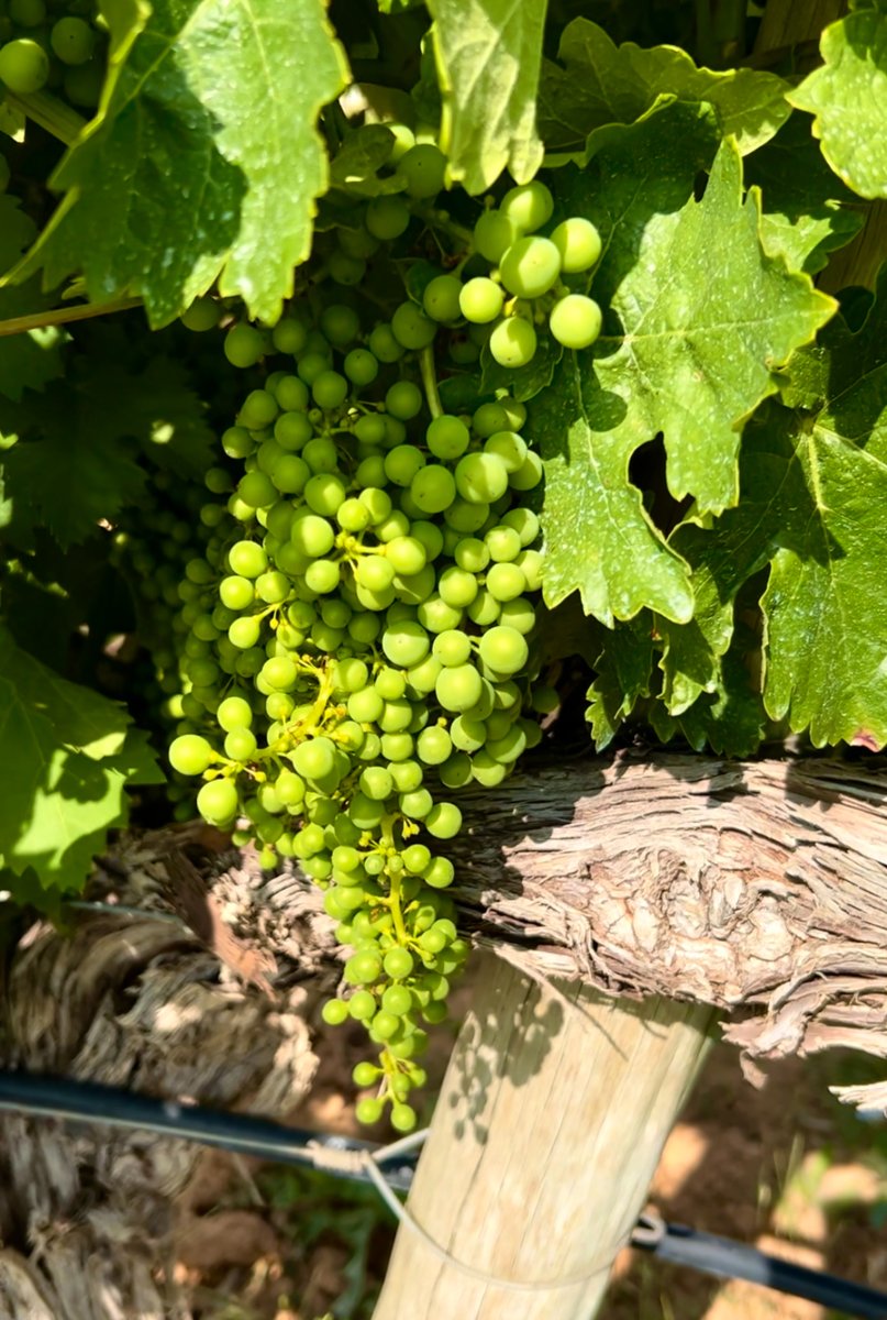 RutaVinoRibera's tweet photo. ¡Maravilla de racimo! 😍
#uvas #riberadelduero #riberate #rutadelvinoriberadelduero #lariberadetodos @riberadelduero https://t.co/gLuZfkcQEo
