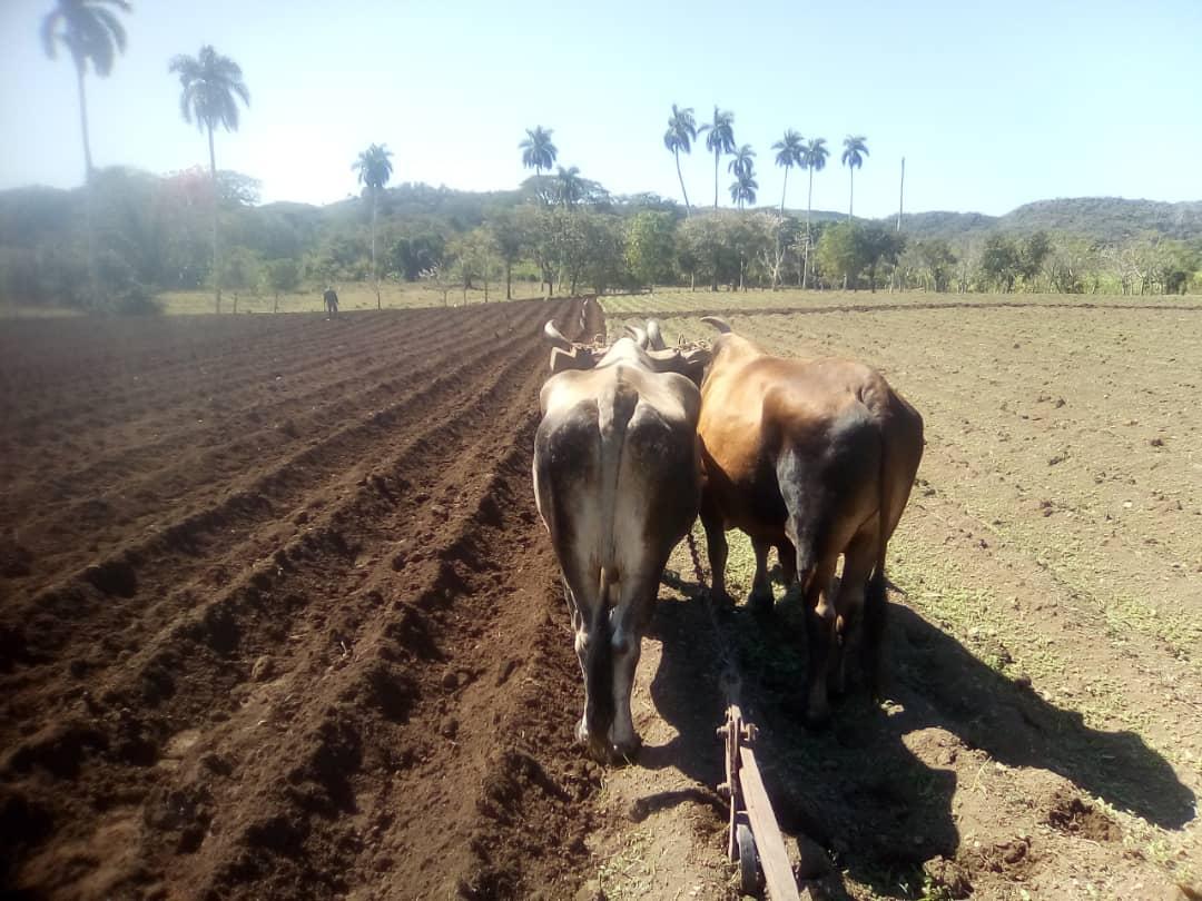 #AnapSanctiSpíritus Los intercambio de experiencias, la utilización de la ciencia y la técnica, buenas prácticas agroecológica y el uso de la atracción animal una alternativa para la producción de alimentos,#MejorEsPosible @Eidy97661881 @RafaelAnap @OsmaniPerez18 @SarduyYamila