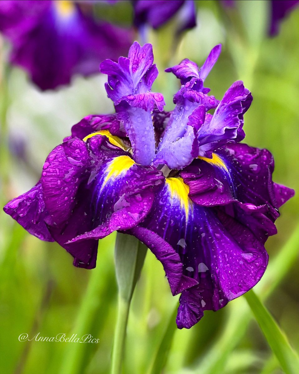 A garden star every year … Iris ensata ‘Blueberry Pie’ with her vibrant 6 inch violet blue blooms💜💙 #gardening #flowers