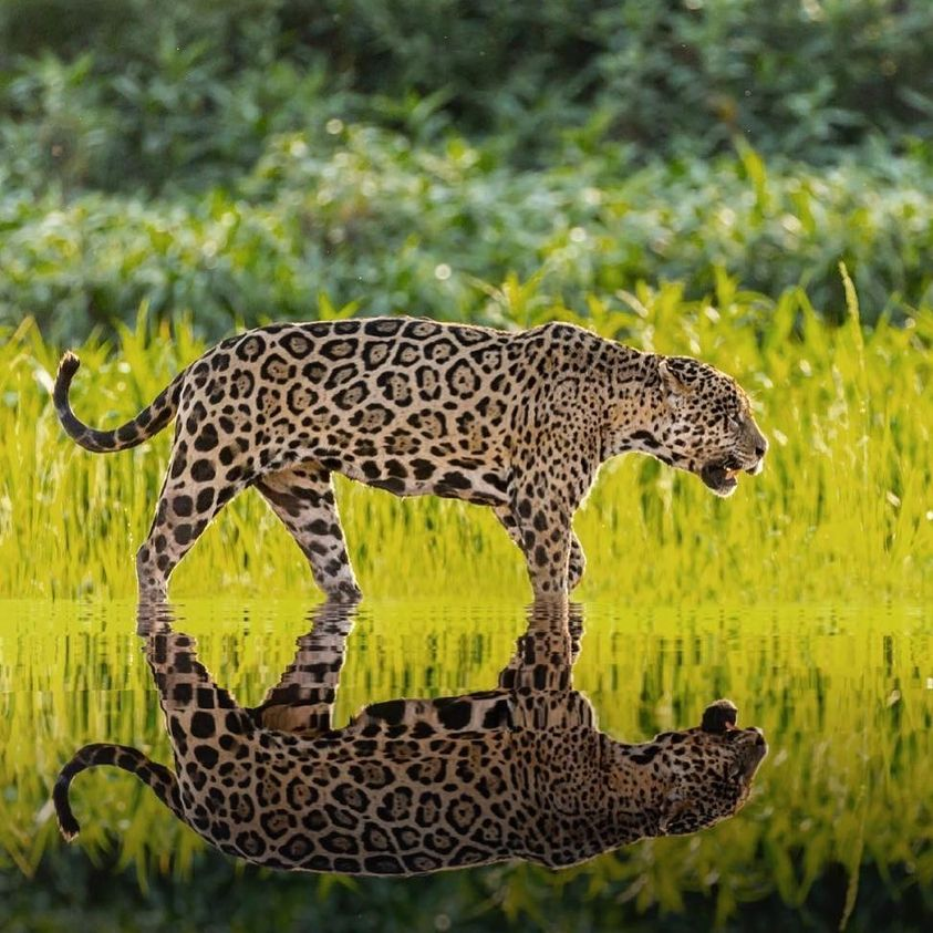 mamlovescience's tweet photo. Good morning,
Jaguar Time!
Reflections from the Pantanal Wetlands in Brazil!
Follow #wildographer @thewildlifejunkie for more of his wild adventures and enquire about prints. https://t.co/PK4FXAMDZV