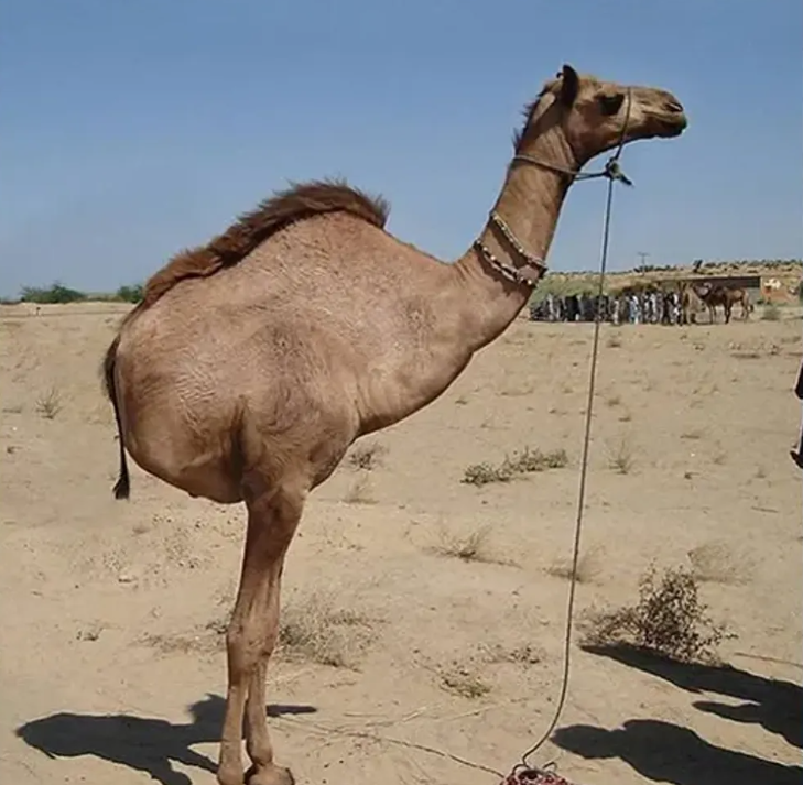 Alex Pierrefeu tweet media