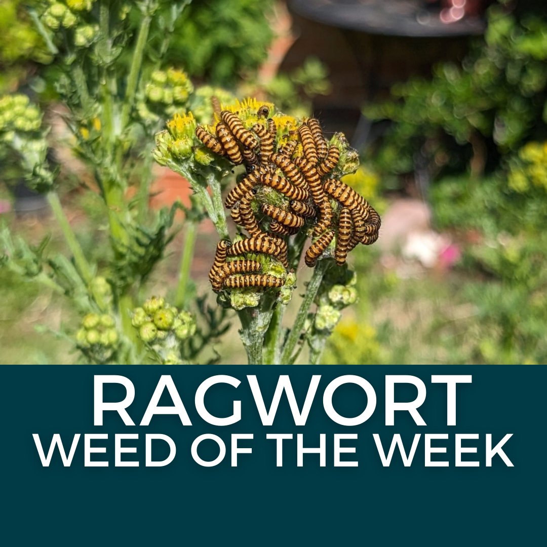 Ragwort is our #WeedoftheWeek

The national flower of the Isle of Man is in the top 10 for UK nectar producers, supporting 10 rare &amp; threatened species. This incudes the cinnabar moth caterpillar which absorbs toxins from the plant for it's own defence! #weeds #wildflowers