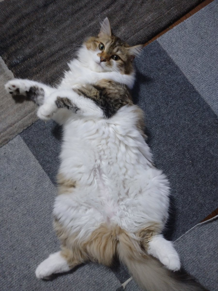 florchiffon's tweet photo. お腹丸出し
#mynameisruby♥️ #siberianforestcat #siberiancat #kitten #ネコ #にゃんこ #サイベリアン #gato #catstagram #コネコ #siberian #こねこ #cute #かわいい #kawaii #beautifulcat #gatbonita #fluffy #三毛 #モフモフ #rollover #ごろーん #腹だし #ねこのいる生活 https://t.co/VLMB45G7jh