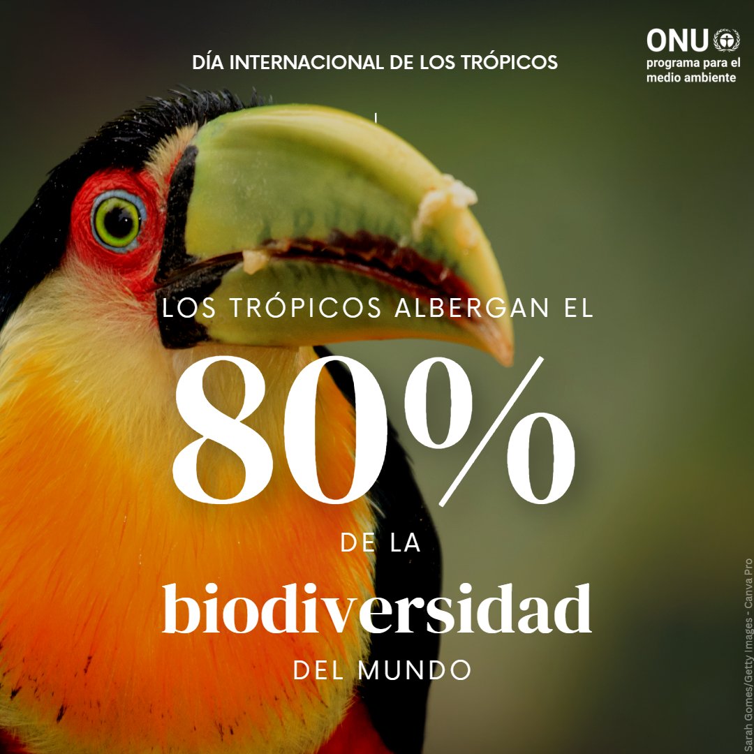 unep_espanol's tweet photo. Los trópicos son vitales para la humanidad y #PorLaNaturaleza.

⚠️ La pérdida de su biodiversidad es muchísimo mayor que en otras regiones debido a la crisis climática, la deforestación y urbanización.

#DíaDeLosTrópicos
Únete a la #GeneraciónRestauración

https://t.co/nCYXBxI14p https://t.co/ocU7NHLy5e