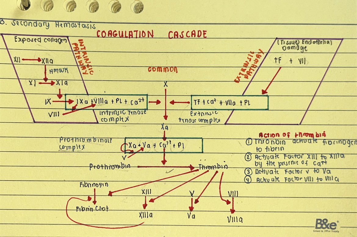 Simplified version of coagulation cascade