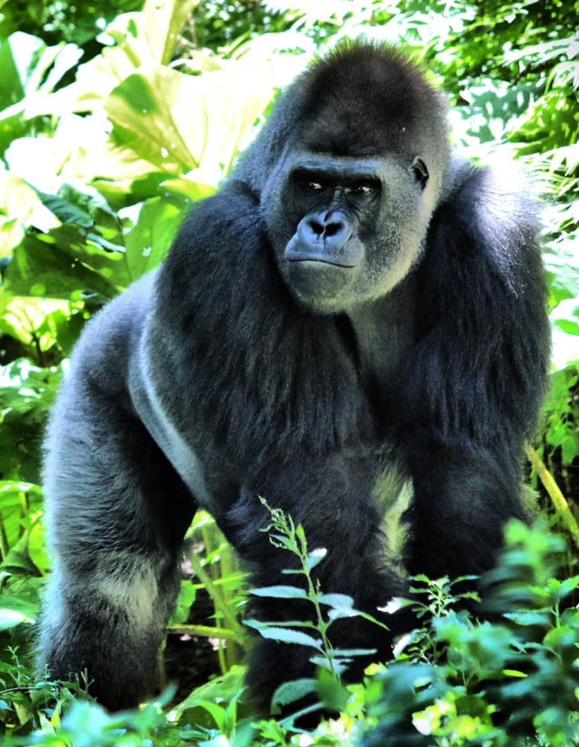 TambourineSafa1's tweet photo. Moments when you look at the silverback and also paying attention to your presence. Plan and visit to have experience with the elegant creatures while in the wild.
#gorillatracking
#Goldenmonkeytracking
#wildlife
#communitywalks https://t.co/5ixmNNnK6Y