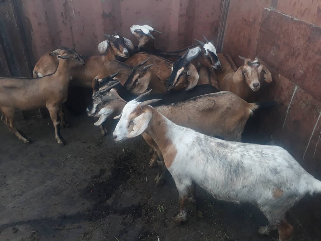 DAgriculturaHab's tweet photo. Egame cumpliendo su acuerdo de completar el rebaño caprino en el proyecto Jaramillo #AgriculturaCubana #Habana @MINAGCuba @torres_iribar @YdaelB @YanetHzP @gobhabana @AgriComuni @JuliaMurielEsc1 @LuisMonteroMus1 @JulioM6709 @mora_aly @CandanoRodolfo @CarmenVeraMor1 @SubdelegadoH https://t.co/1cVCngjfg5