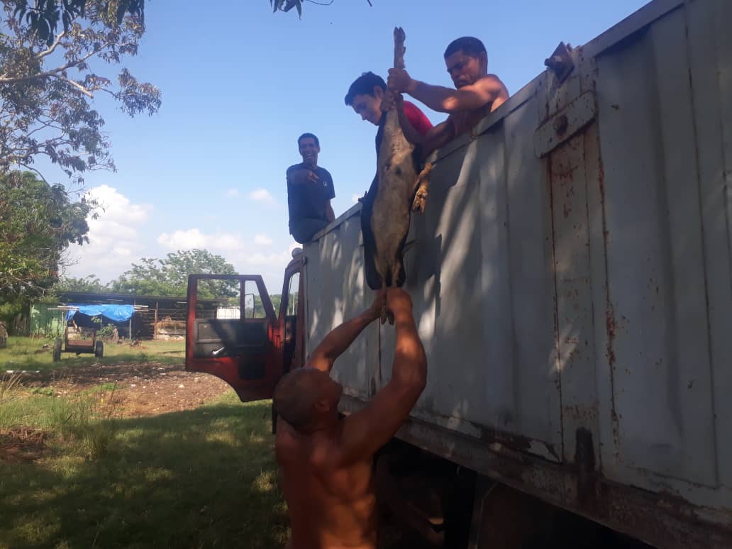 Egame cumpliendo su acuerdo de completar el rebaño caprino en el proyecto Jaramillo #AgriculturaCubana #Habana <a href="/MINAGCuba/">Ministerio de la Agricultura de Cuba</a> <a href="/torres_iribar/">Luis Antonio Torres Iribar</a> <a href="/YdaelB/">Ydael Pérez Brito</a> <a href="/YanetHzP/">Yanet Hernández Pérez</a> <a href="/gobhabana/">Gobierno La Habana</a> @AgriComuni <a href="/JuliaMurielEsc1/">Julia Muriel Escobar</a> <a href="/LuisMonteroMus1/">Luis Montero Mustelier</a> <a href="/JulioM6709/">Julio Martinez</a> <a href="/mora_aly/">Aly Martinez Mora</a> <a href="/CandanoRodolfo/">Rodolfo Cándano Quintana</a> <a href="/CarmenVeraMor1/">Carmen Vera Moré</a> <a href="/SubdelegadoH/">Subdelegado Agricultura La Habana</a>