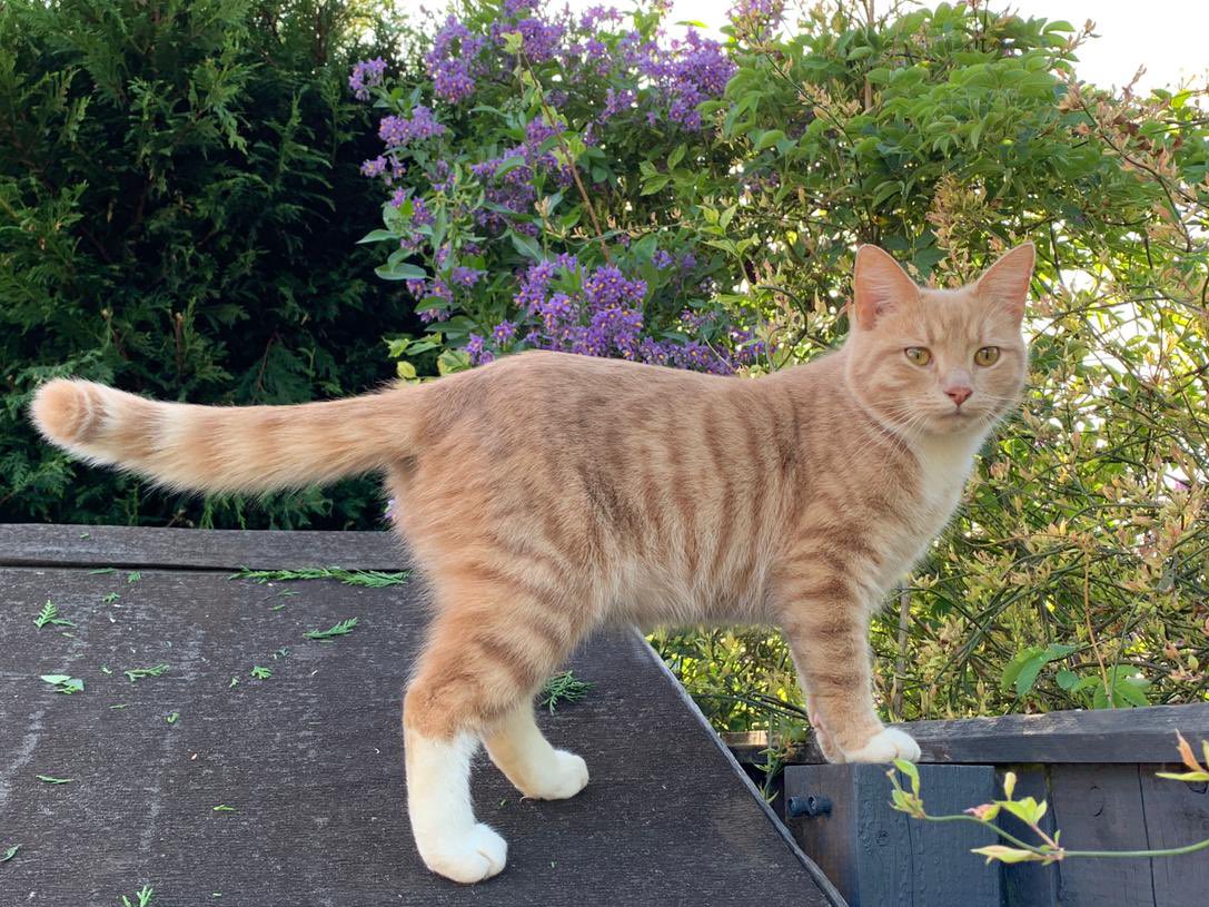 erics_escapades's tweet photo. My first pawtrol with Dad in 2020, hope it’s a pawsome throwback Thursday for everyone 🧡😻🧡 #catsoftwitter #catsontwitter #adoptdontshop #CatsLover #catsprotection #catsprotectionawards #voteeric #rescuecat #NationalCatAwards #ThrowbackThursday https://t.co/YfXRpN8Df9