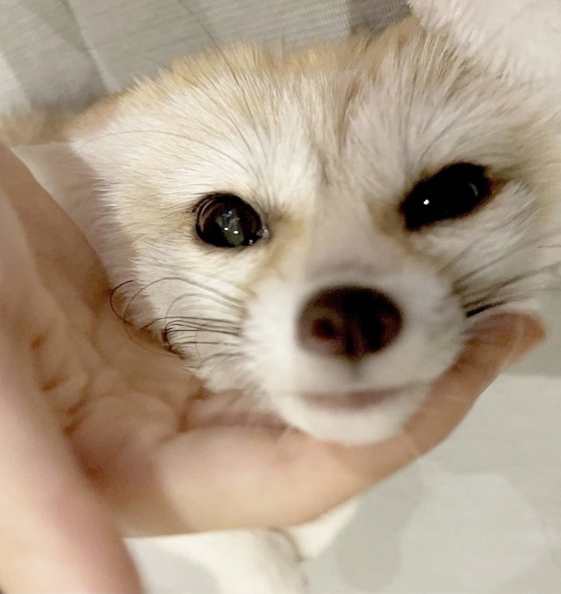 jeongin as fennec foxes on Twitter