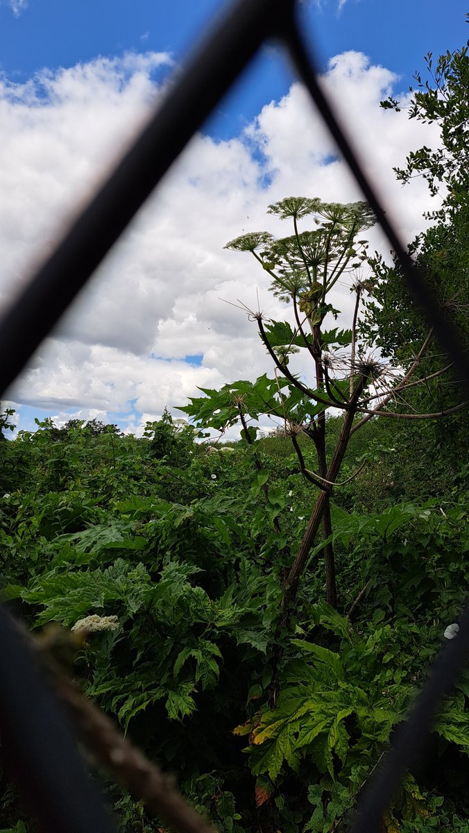 @unitedutilities I informed you of #GiantHogweed growing on your land last year that was spreading to the #transpeninetrail

Despite repeated calls to get it cleared and raising a complaint for which you promised it would be dealt with (03993514) nothing has been done 1/2