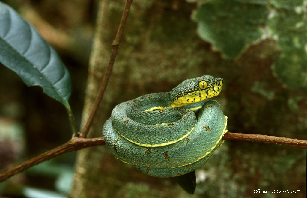 #TropicalRainforest #SouthAmerica #FrenchGuiana #Guyane  #Snake Bothrops species resting on branch in #PrimaryForest #Nouragues NatureReserve #CNRS photo ©fredhoogervorst