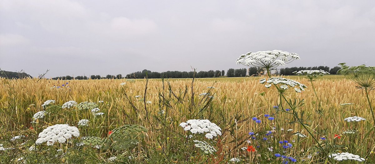 Anthonie Stip (@birdingstip) on Twitter photo Ontzettend constructieve bijeenkomst met telers van Nedertarwe <a href="/Royalkoopmans/">Royal Koopmans</a> op eiland van Dordrecht. Akkerbouwers, teeltadviseurs, molenaars en ecologen die open staan voor elkaars vakmanschap en elkaar scherp houden.
Jarenlang gepraat over landbouw&natuur, maar dit is actie! Ontzettend constructieve bijeenkomst met telers van Nedertarwe <a href="/Royalkoopmans/">Royal Koopmans</a> op eiland van Dordrecht. Akkerbouwers, teeltadviseurs, molenaars en ecologen die open staan voor elkaars vakmanschap en elkaar scherp houden.
Jarenlang gepraat over landbouw&natuur, maar dit is actie!