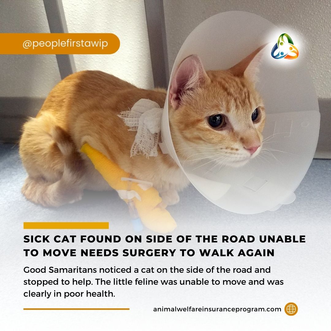 She will need surgery, which is costly, and then 8-12 weeks of recovery which will include at-home physical therapy to help build muscle in her legs. A medical foster has already been found who will care for the cat until she is ready to find her forever home. #animalwelfare #cat