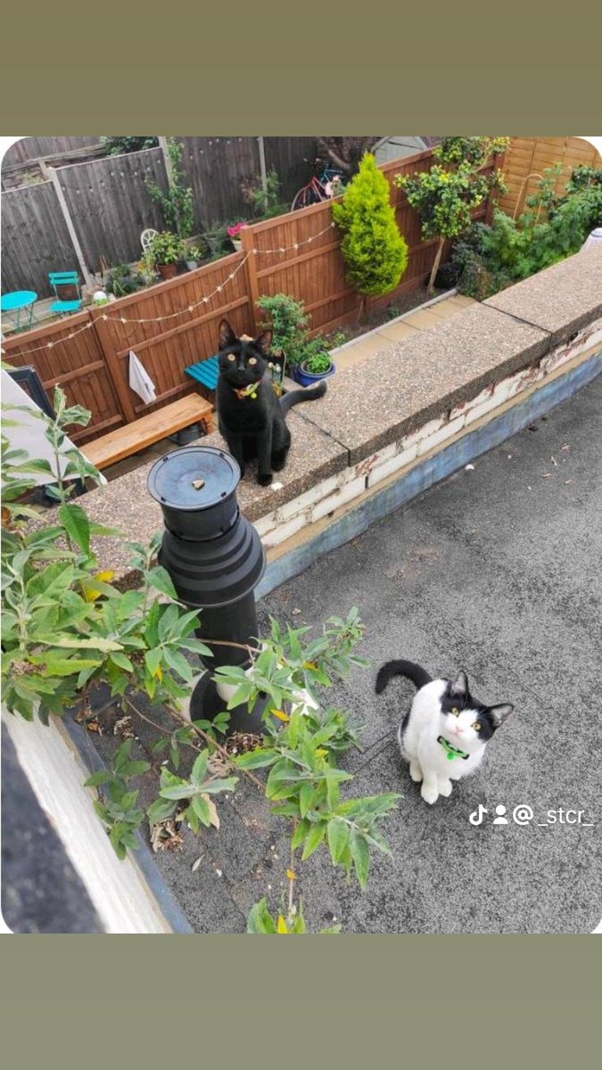 _stcr_'s tweet photo. Gorgeous picture updates of Keke and Raindrop, now named Pepper &amp; Basil. These were two kittens adopted from us last year ❤️🥰
How amazing to see how much they have flourished and grown into mature adult cats. 

#rescuecats #catrescue #newhomes #happyendings #cats #beautiful https://t.co/APXY458klC