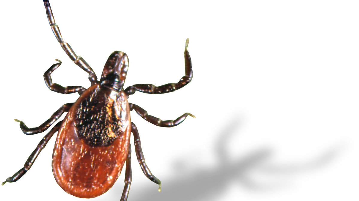 Enfermedades del Viajero on Twitter "RT DelthiaRicks Researchers are