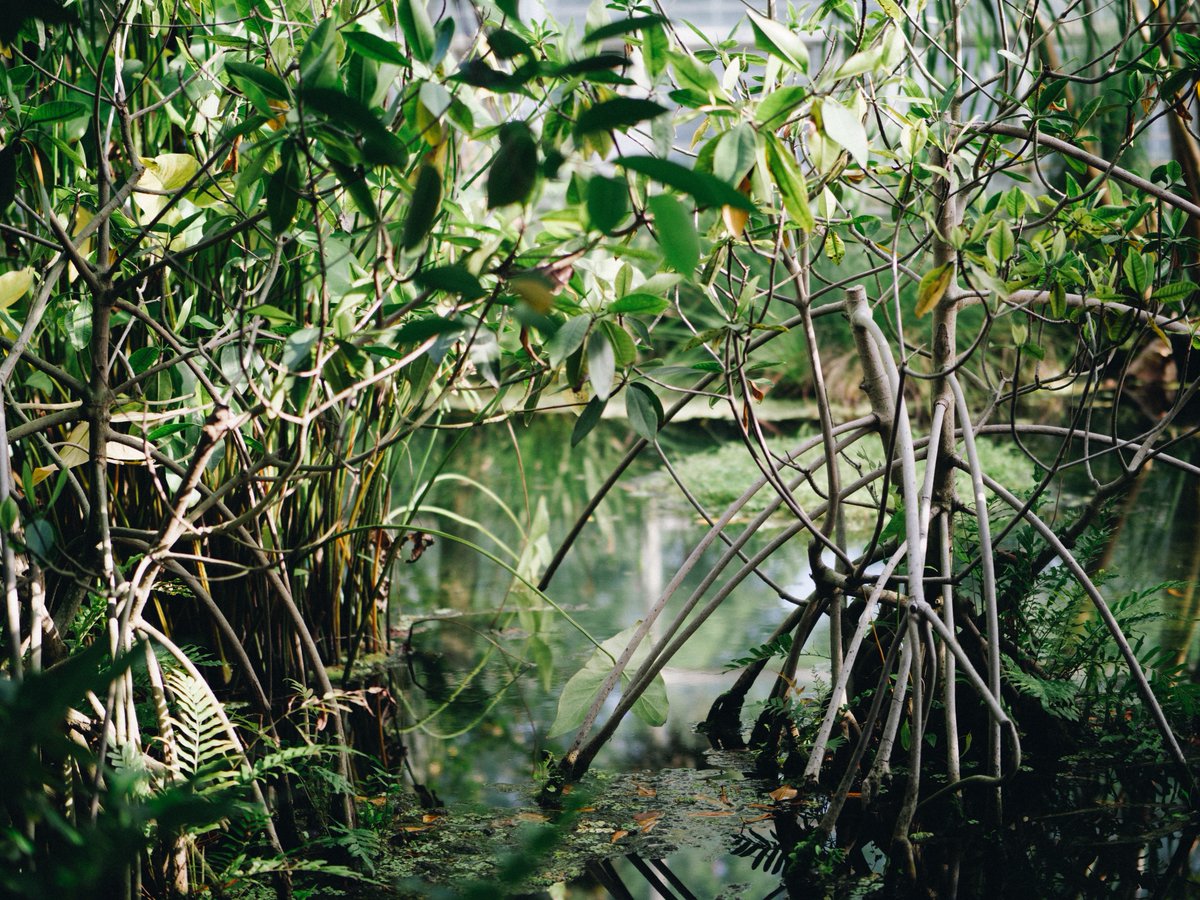 Mangroves are remarkable ecosystems. To raise awareness for their importance, beauty & threatened state, @MangroveProject invites photographers of all levels to take part in the annual #MangrovePhotographyAwards.

Apply until 23 July: decadeonrestoration.org/mangrove-photo… GenerationRestoration