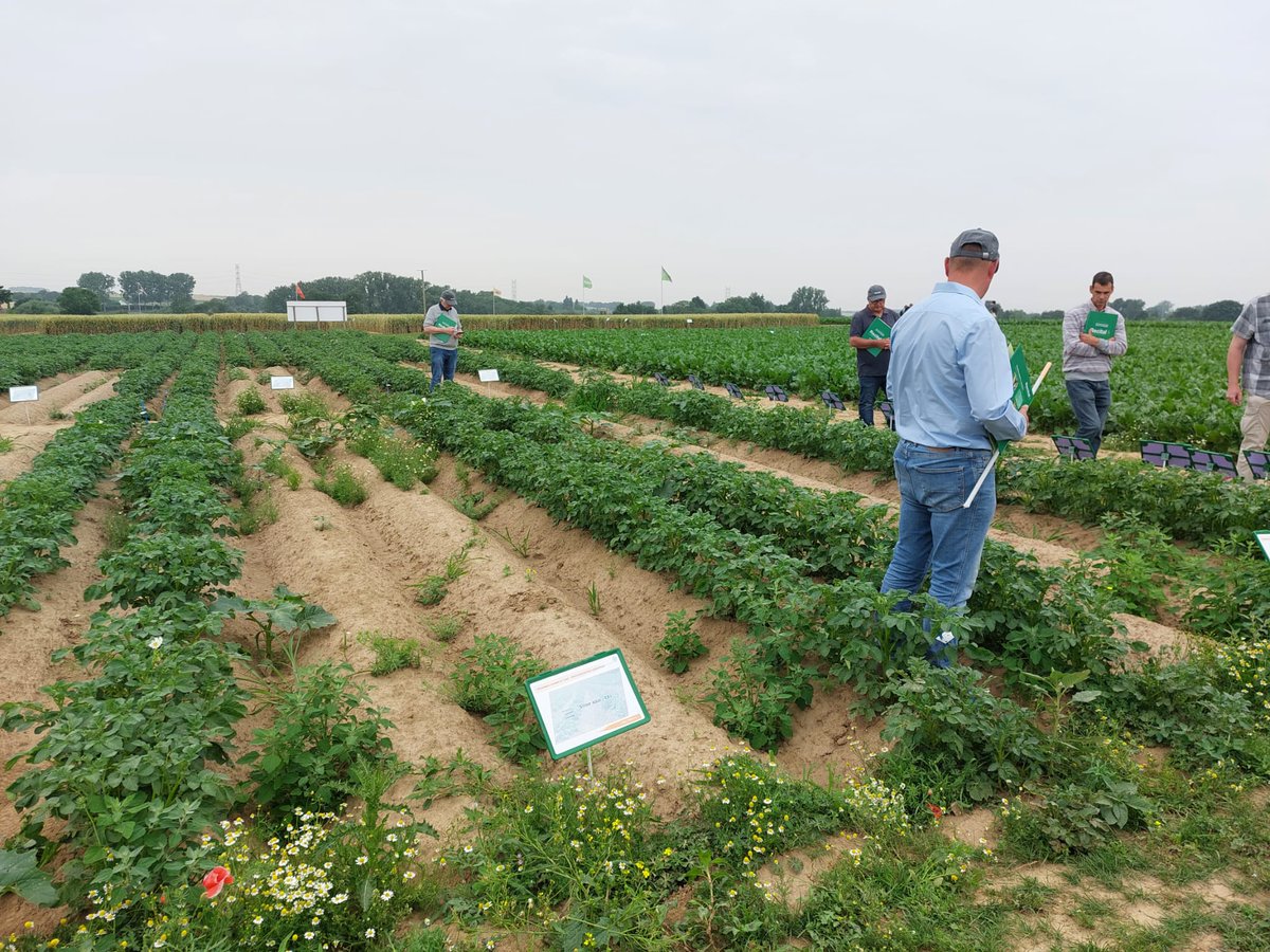 Belplant's tweet photo. Interessant bezoek vandaag aan de proefvelden van @Bayer4CropsBE Demonstratie van verschillende methoden om insectenplagen (vooral #coloradokevers in #aardappelen) en #onkruid te bestrijden. https://t.co/6tOuwkifNM